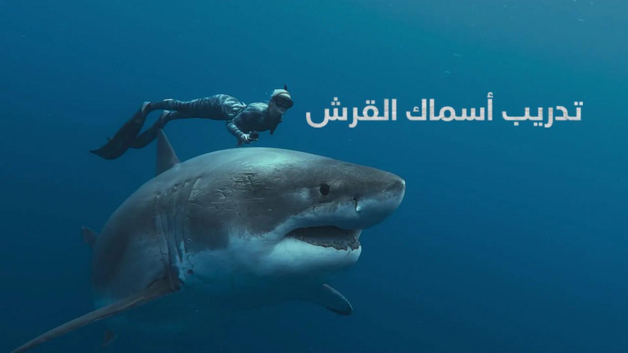 فيلم Shark Whisperer 2025 مترجم